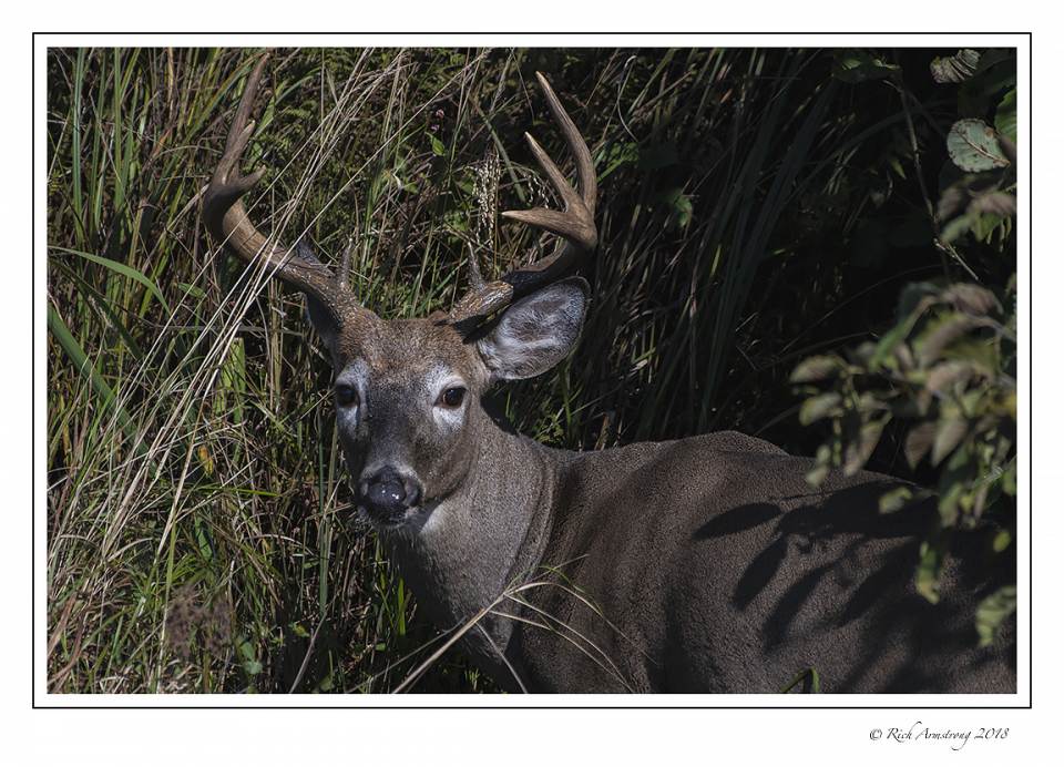 white-tailed buck 3.jpg